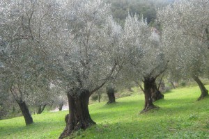 fotoollivideruosi 010