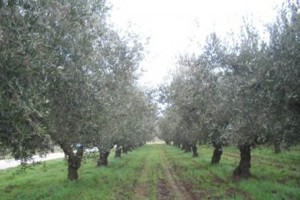 santilario 034